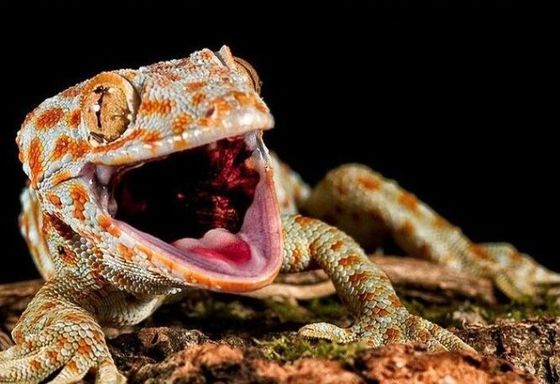Natural Texture Decorate Background For Reptile Enclosure Customized
