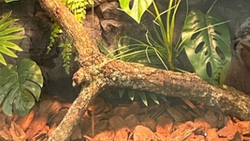 Vivarium Background Natural Bark PU Matirial Waterproof Light Weight Free combination