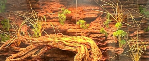 Lizard Cage Backgrounds Lifelike Textures Authentic Natural Eco-Friendly Construction​
