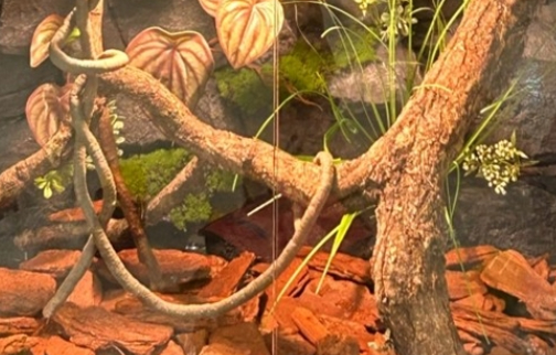 Lizard Tank Background Modular Configurations​​ Habitat Solutions Model SL-M27A